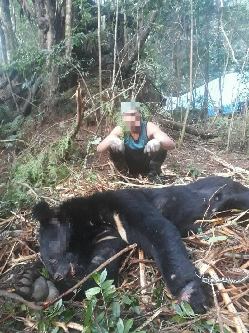 日前檢警破獲山老鼠集團，該集團還獵殺保育類野生動物台灣黑熊。（本報資料照）