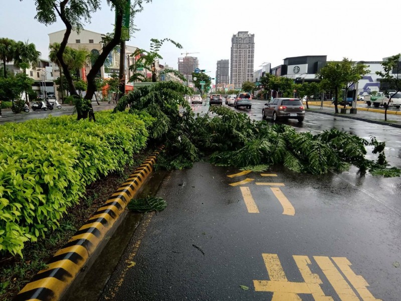 十六日下午四點多，南市安平區永華路一棵路樹倒塌幸未砸中過往人車。（記者王俊忠翻攝）