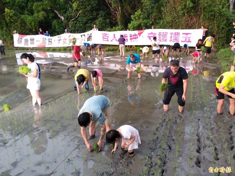 「救璞玉公民行動」今天號召百人在竹北東海秧苗，民眾高呼「萬人連署，反對徵收」、「百人插秧，守護璞玉」，向社會表達守護璞玉田的意志。（記者廖雪茹攝）