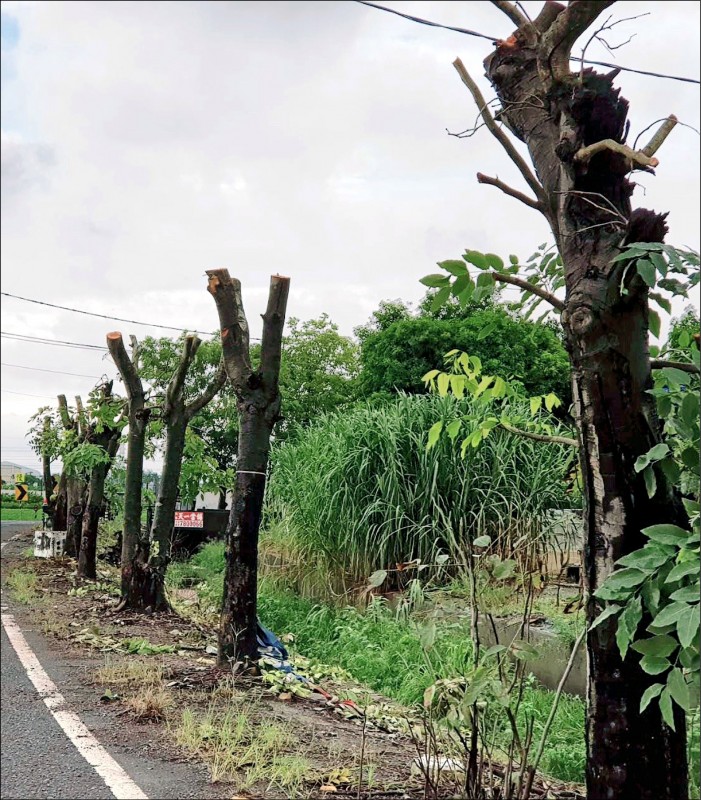 新園鄉納骨堂的路樹竟遭人剃頭，鄉公所報警追查。
（記者陳彥廷翻攝）