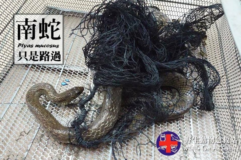 集集特生中心野生動物急救站曾救治過被網子纏住的南蛇，由於蛇類掙扎脫困容易愈纏愈緊，導致身上鱗片出現剝落磨損（圖中下方）痕跡。（特生中心野生動物急救站提供）