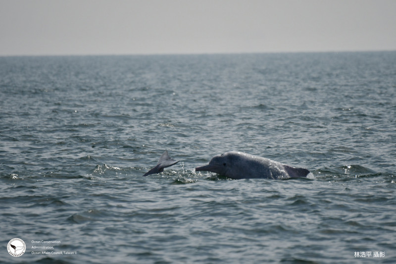 白海豚為瀕臨絕種野生動物，族群數量愈來愈少。（圖：海保署提供）