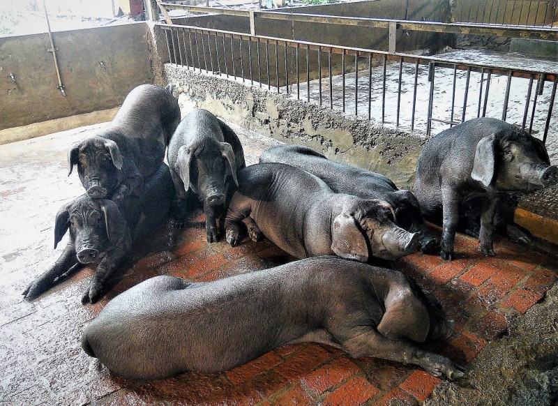 林口區許建和畜牧場飼養著聽音樂長大的豬。（林口區公所提供）