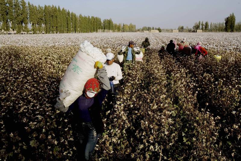 中國是世界上最大的棉花產出國，而其中有84％的棉花都來自新疆，但其中可能有許多棉花都是由被欺凌的維吾爾族人所生產的。示意圖。（法新社）