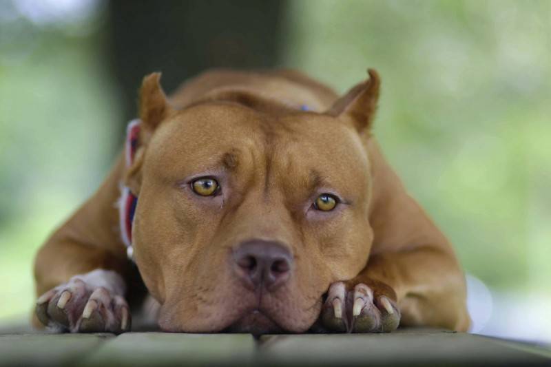 比特犬兇性大發 男子好心收養不料咬死老母 國際 自由時報電子報