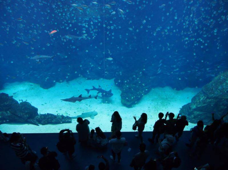 新開幕的桃園Xpark水族館也能讓觀眾如同站在水底仰望魚群優游，但是和網路上流傳的海底餐廳影像顯然不一樣。（圖擷自TFC 台灣事實查核中心）