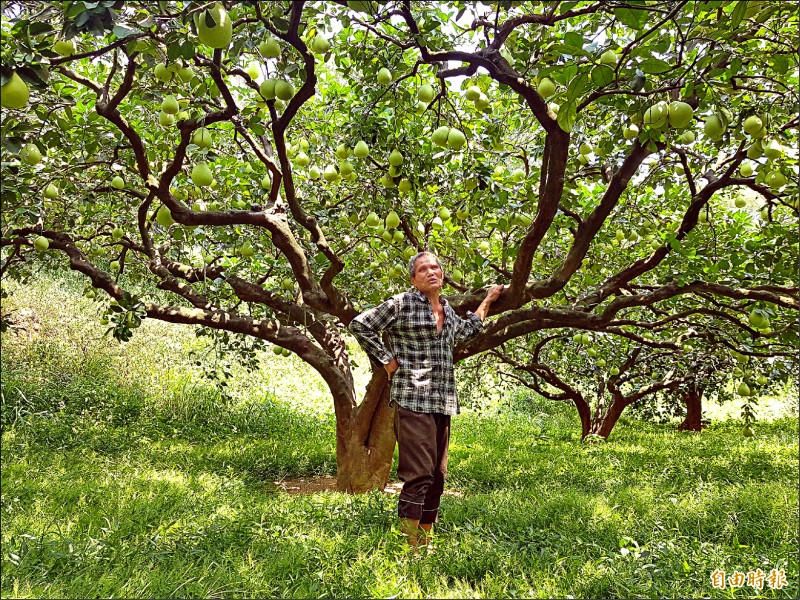 愛的柚子園他顧病妻9年無怨言 苗栗縣 自由時報電子報