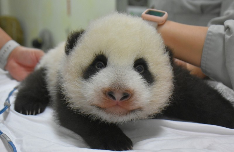 大貓熊新生寶寶「圓寶」：我看到你了呦！（台北市立動物園提供）