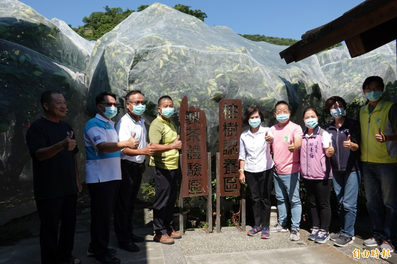 冬山文旦柚樹掀開「白紗」，為今年產期拉開序幕。（記者江志雄攝）