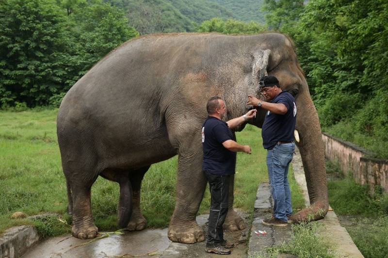 巴基斯坦馬拉哈扎動物園的卡萬（Kaavan），被稱為「世界上最寂寞的大象」，如今終於可以離開牠待了超過35年的地方。圖為卡萬4日接受健康檢查。（路透）