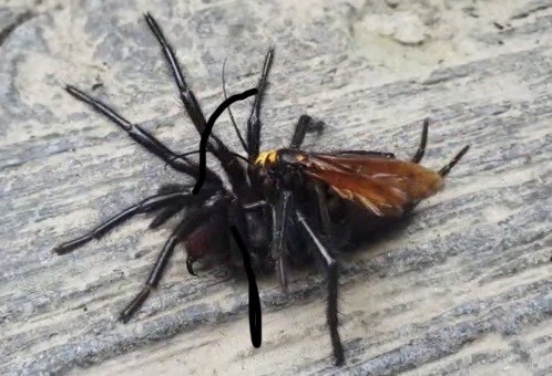 驚 巨型蜘蛛慘遭體型迷你的蛛蜂攻擊 遊客傻眼 生活 自由時報電子報
