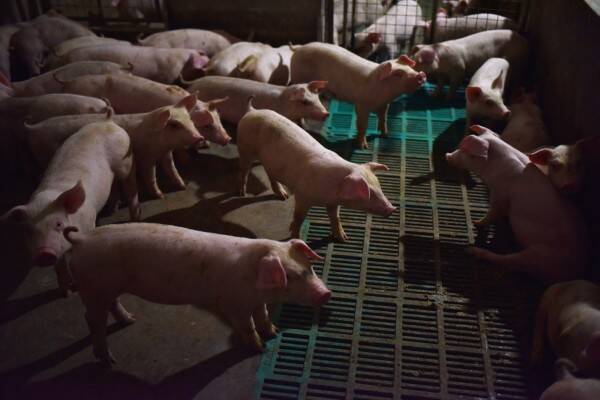 德國傳出非洲豬瘟疫情，農委會宣布，即日起，自德國入境若攜帶豬肉製品將重罰。圖為豬圈示意圖。（法新社資料照）