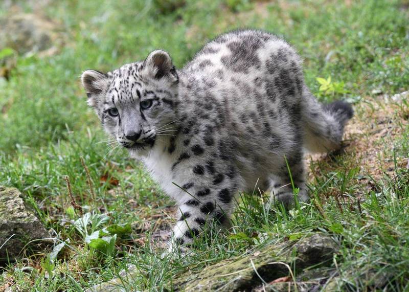 可愛死了 美動物園小雪豹首次亮相看了差點被融化 國際 自由時報電子報