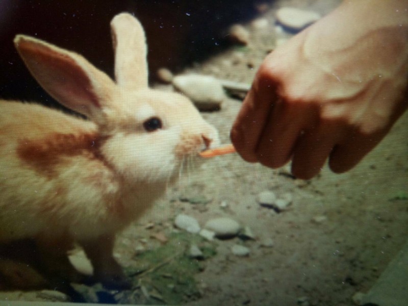 兔樂園因遊客與動物互動挨罰。（記者張軒哲翻攝）