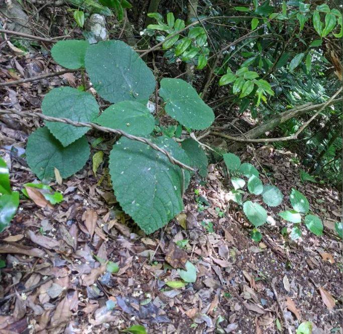 研究團隊在澳洲昆士蘭東北部的熱帶雨林發現，1種帶有劇毒的蕁麻植物，產生的痛感比現今在歐美地區發現過的植物都還要強烈。（圖翻攝自「昆士蘭大學」官網）