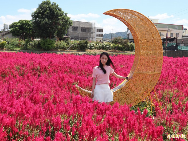 中社觀光花市「火焰雞冠花」媲美日本掃帚草美景，來趟賞花之旅宛如偽出國。（記者歐素美攝）