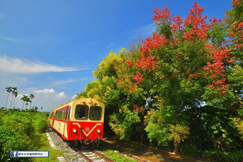 台灣欒樹與阿里山林鐵小火車限定美景。（黃源明提供）