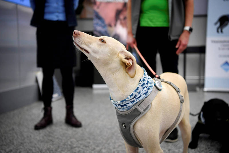 4隻「嗅探犬」在本週加入芬蘭赫爾辛基-萬塔機場的檢疫團隊。（美聯社）