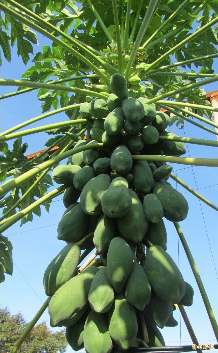 新品種 台農11號 木瓜營養高風味更佳 生活 自由時報電子報