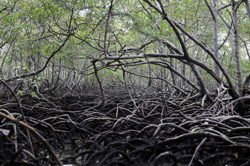 巴西波索納洛政府28日廢除了保護紅樹林和其他脆弱沿海生態系統的法規，將使這類土地得以開發。（路透）