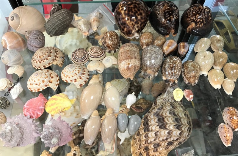 各種不同樣式的美麗貝殼。（記者楊金城翻攝）