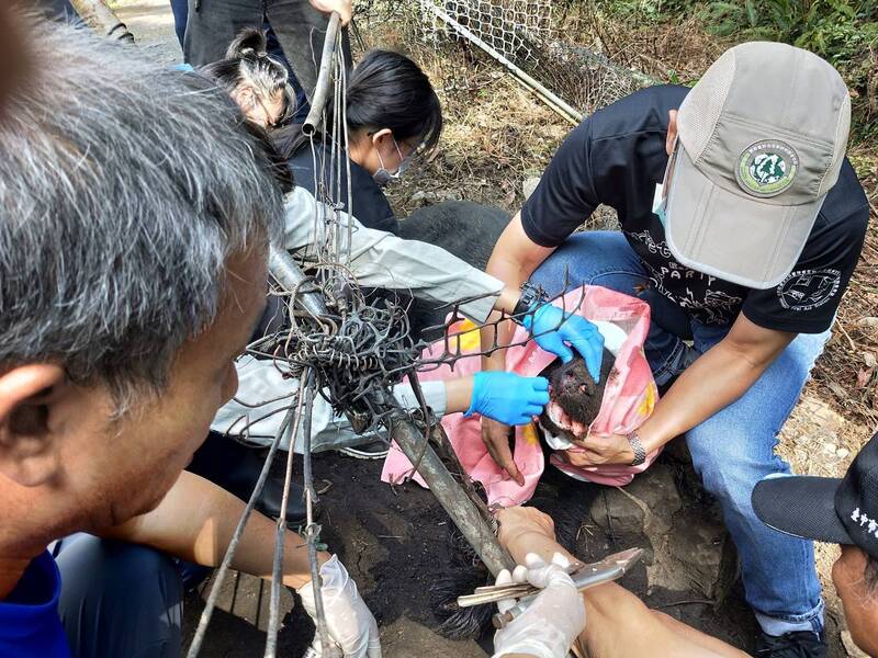 台灣黑熊脫困，獸醫為受困的台灣黑熊檢傷。（圖由民眾提供）