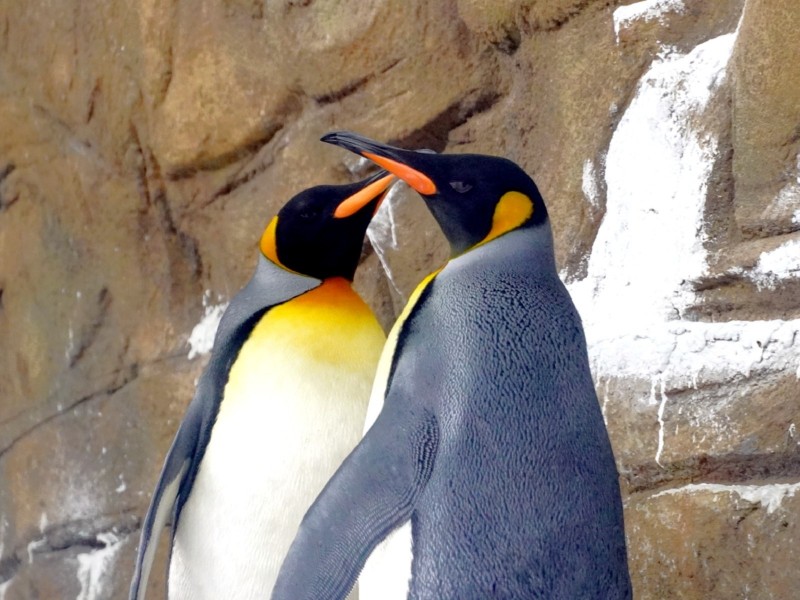 台日友好  天王寺動物園1對國王企鵝順利抵台