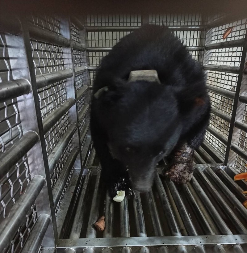 台灣黑熊愛吃熟雞蛋，獸醫師在雞蛋中投藥以餵食黑熊，以幫助牠早日痊癒。（東勢林管處提供）