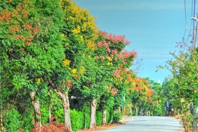 苗栗縣通霄坪頂台灣欒樹轉紅黃色，賞景正當時。（張文煥提供）