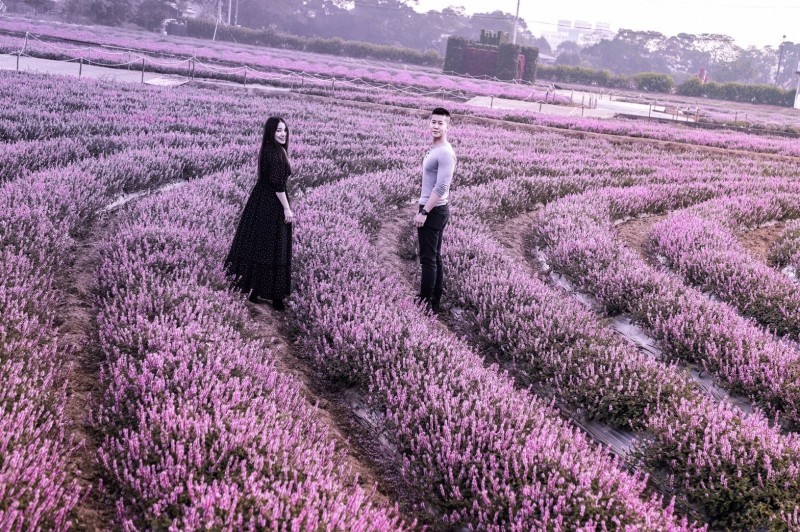 紫色的仙草花宛若北海道薰衣草，相當療育。（農業局提供）