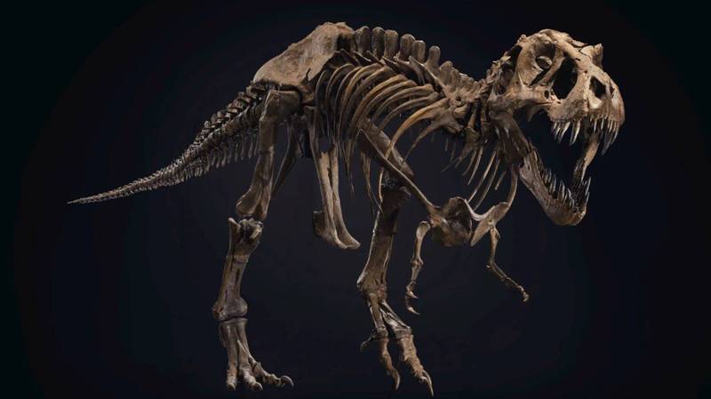霸王龍「史丹」化石6日在拍賣會中，以成交價3184萬7500美元拍賣成交。（圖取自佳士德拍賣網站）