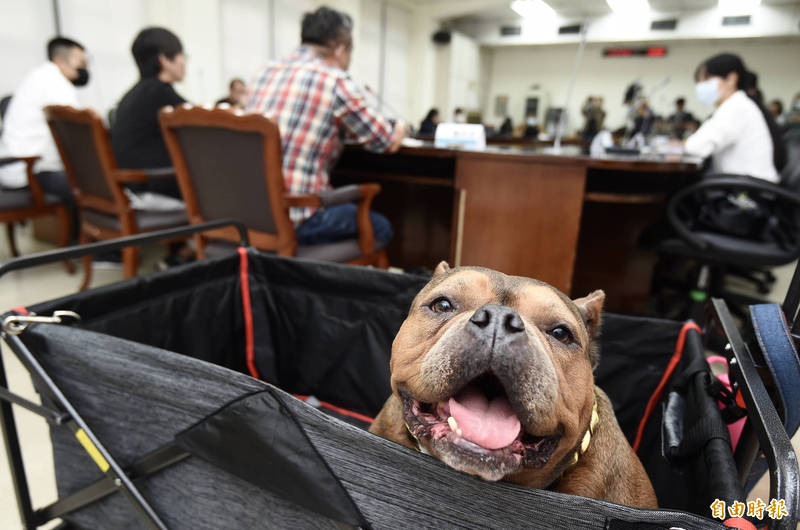 民眾黨立委蔡壁如8日舉辦「惡霸不惡霸！萌犬非猛犬」記者會，邀請農委會官員與惡霸犬飼主進行溝通對話，替美國惡霸犬和飼主爭取最大權益，並保障公共安全。（記者簡榮豐攝）