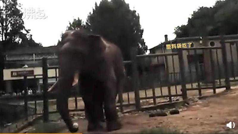 中國昆明動物園發生一起意外，有遊客將蘋果連同塑膠袋扔給大象食用。（圖擷取自微博）