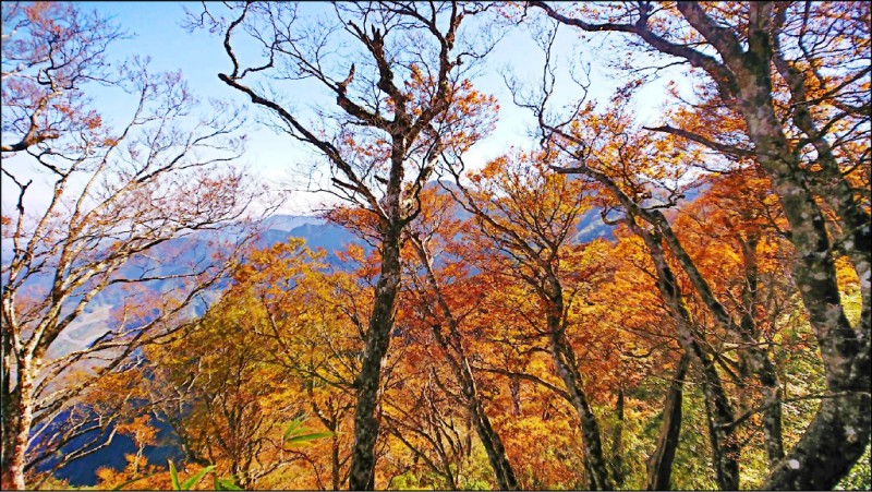 太平山披黃金袍山毛櫸季17日開跑 生活 自由時報電子報