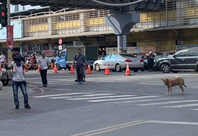 華僑市場的流浪犬常會追人咬人。（記者葉永騫翻攝）