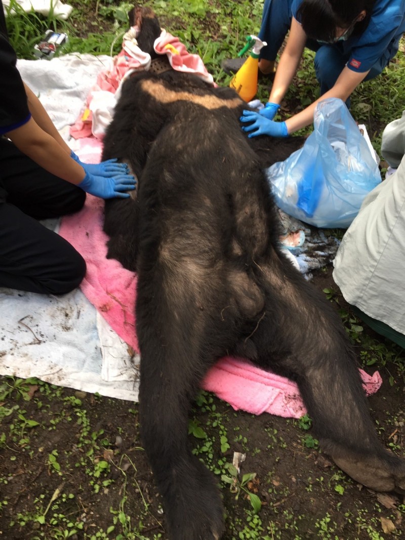 東卯山台灣黑熊2018年被捕繫放時體重達95公斤。（記者歐素美翻攝）