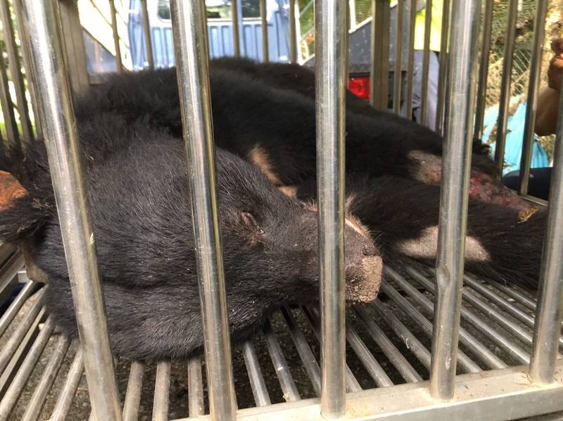 圖為本月1日在台中東卯山遭果農「山豬吊」陷阱嚴重致傷的台灣黑熊，現在至特生中心專人照料下逐漸恢復健康。（民眾提供）