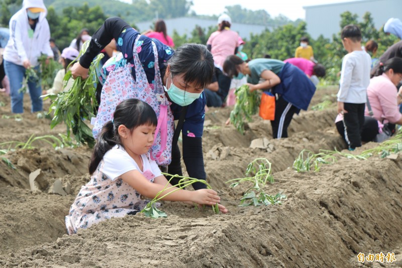 山上區公所今邀請親子一同下田種植花生、番薯。（記者萬于甄攝）