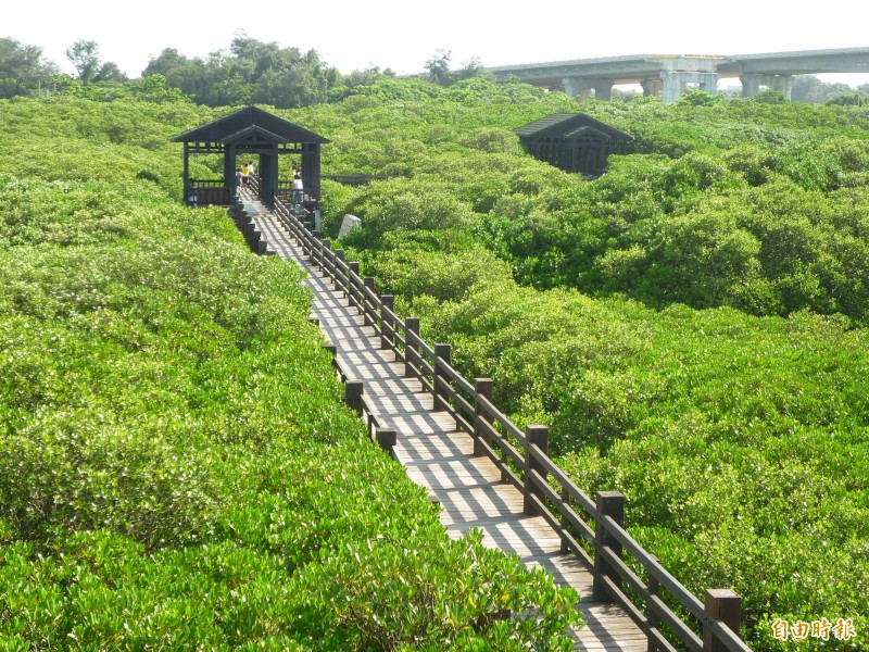 被網紅稱為「龍貓隧道」的新豐紅樹林隧道仍暫時封閉。（資料照，記者廖雪茹攝）