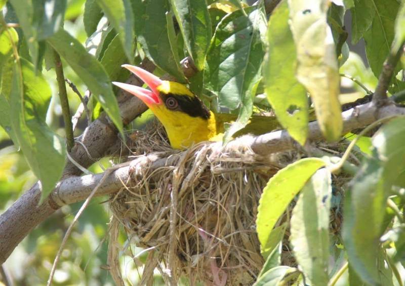 黃鸝等珍稀野鳥黑市價格相當高，以致雛鳥常遭盜取。（資料照）