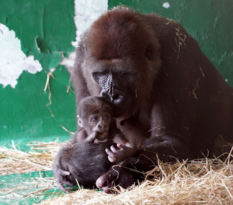 台北市立動物園園慶最大彩蛋，首度有金剛猩猩產仔。（台北市立動物園提供）