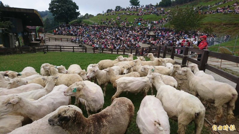 南投縣仁愛鄉清境農場開辦「綿羊秀」已有20多年，每到假日吸引許多遊客入園觀賞，已成清境農場指標活動。（記者佟振國攝）