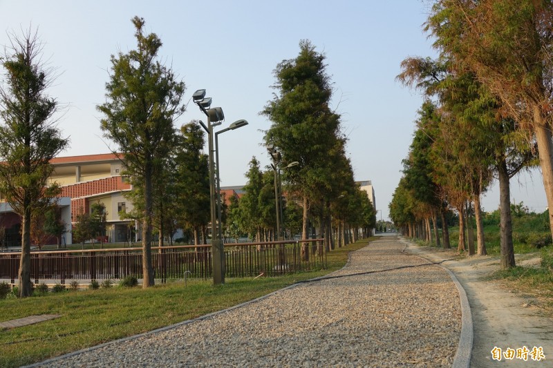 彰化鹿江中小學的落羽松步道，比公園還美。（記者劉曉欣攝）