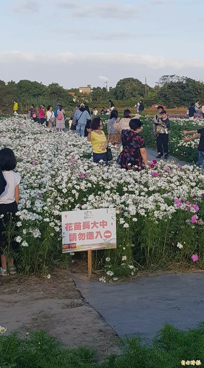 別當 踩花賊 桃園花彩節花卉遭 攝 郎踐踏 生活 自由時報電子報