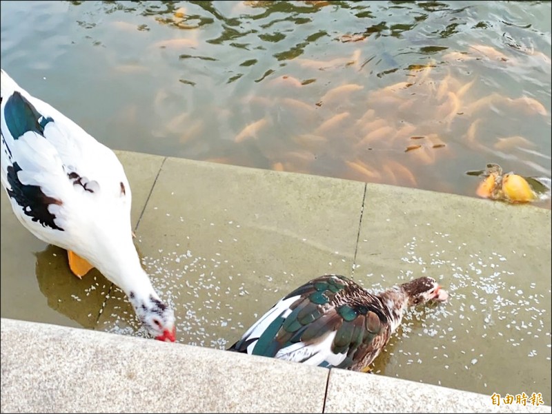 屏東市萬年公園人為餵養造成污染，魚群也不斷的增加，影響生態環境。（記者葉永騫攝）