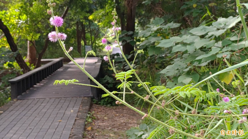 巴克禮公園二期園區內，環團發現外來種美洲含羞草強勢入侵，其倒勾會刺傷人，提醒民眾小心。（記者蔡文居攝）