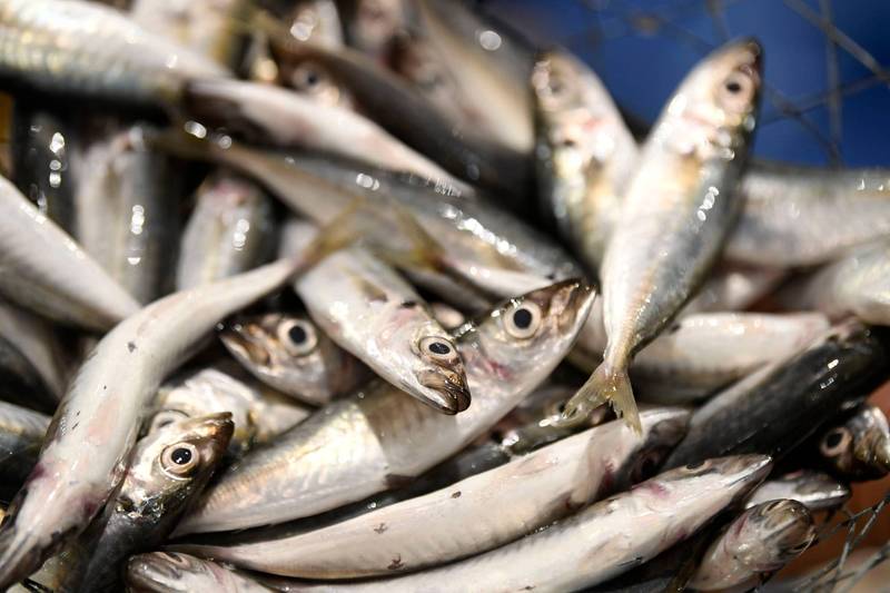 為了抓魚直接把活魚塞進嘴漁夫呼吸困難送醫 國際 自由時報電子報