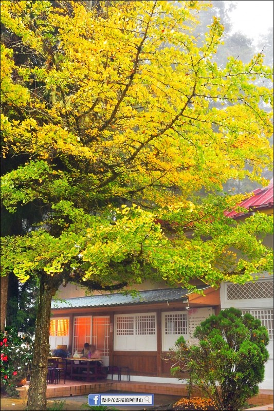 阿里山慈雲寺銀杏變色了。（黃源明提供）