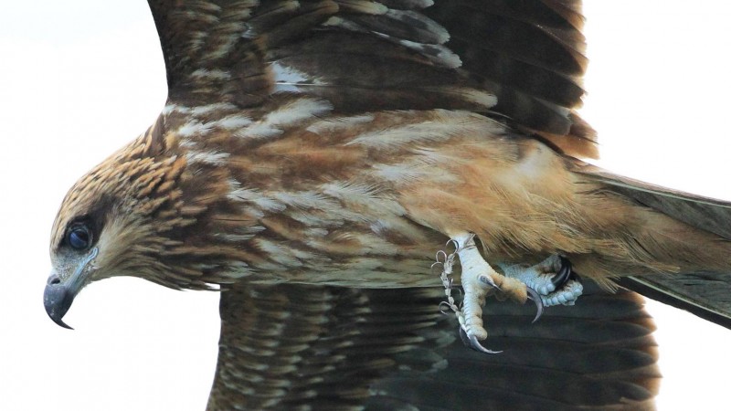 基隆港1隻黑鳶被鳥友直擊，腳爪上都是魚鉤，無法抓起食物進食。（拍鳥俱樂部提供）