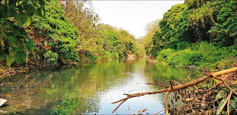 彰化縣東溝排水兩岸樹林茂盛，河道景象好比「叢林之河」綠意盎然，縣府以整治改善工程，維持兩岸自然綠意的原貌。（縣府水資處提供）